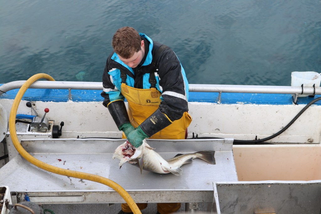 Å hente kokfesk på&nbsp;kaia